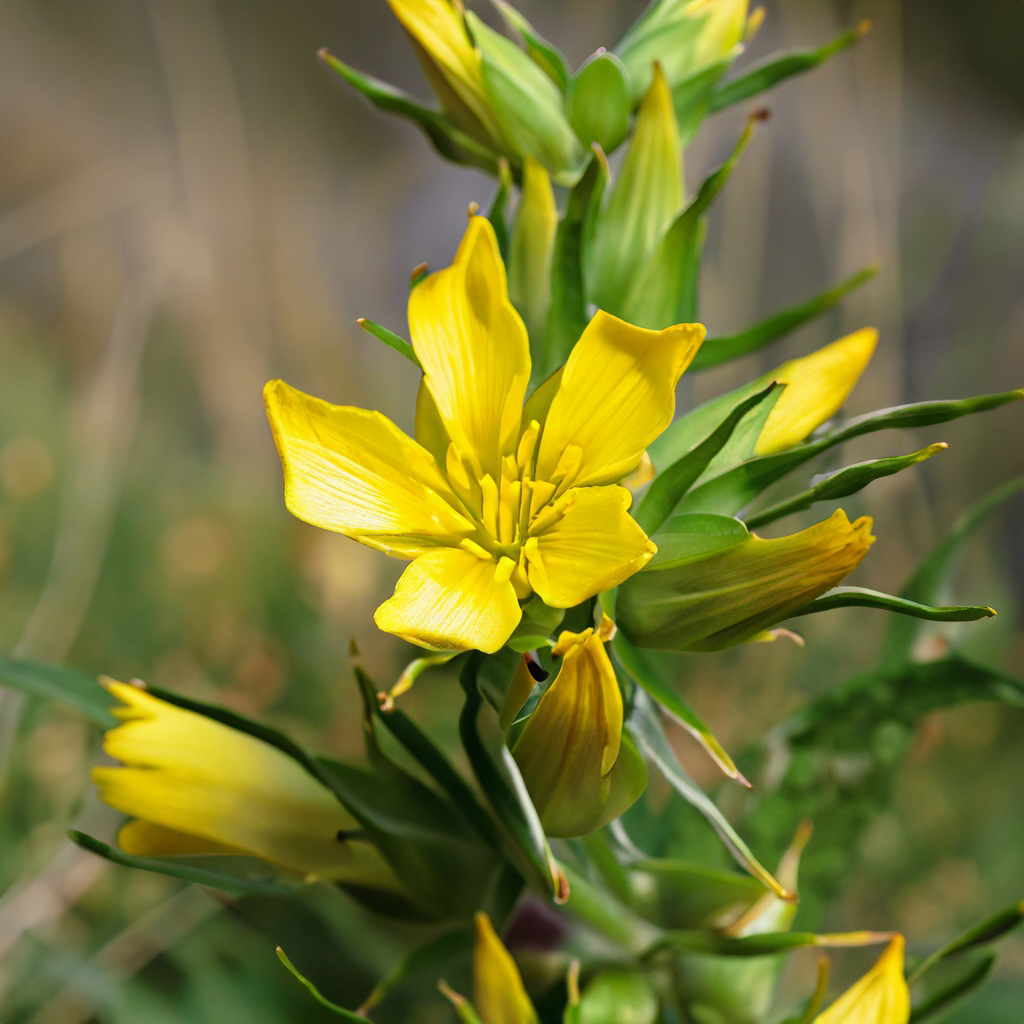 GENTIAN ROOT - GENTIANA LUTEA ROOT (extract) - Shigeta